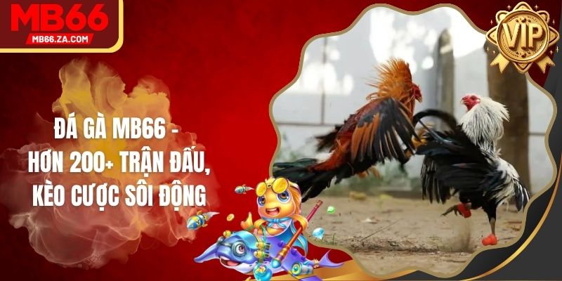 Đá Gà MB66 - Hơn 200+ Trận Đấu, Kèo Cược Sôi Động 1 Đá Gà MB66 - Hơn 200+ Trận Đấu, Kèo Cược Sôi Động